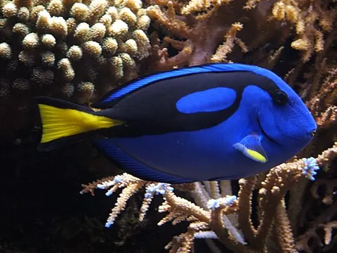 Paracanthurus hepatus