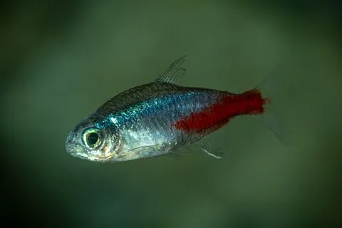 Paracheirodon innesi