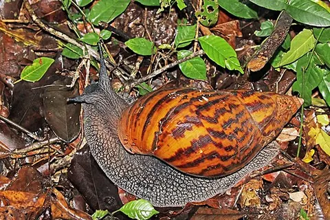 Achatina achatina