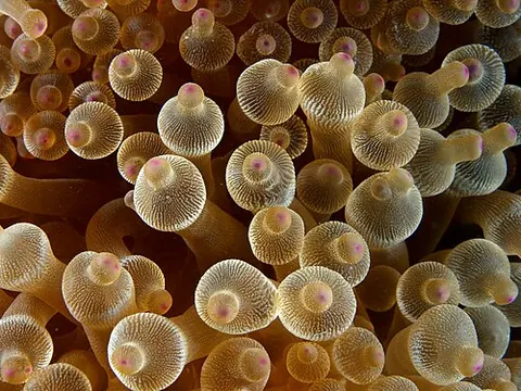 Entacmaea quadricolor