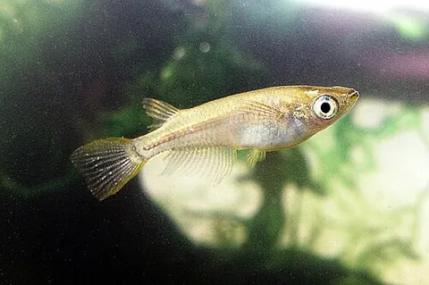 Oryzias latipes