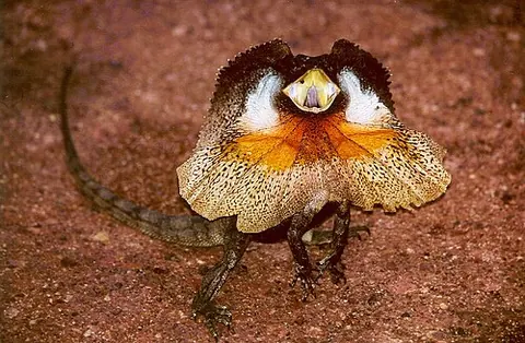 Chlamydosaurus kingii