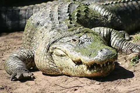 Alligator mississippiensis