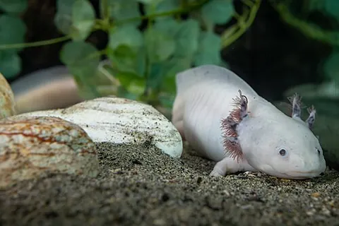 Ambystoma mexicanum