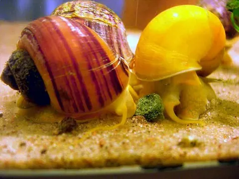 Pomacea diffusa