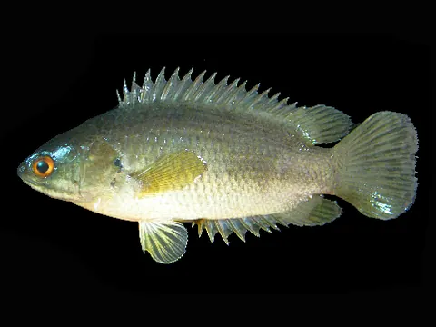 Anabas testudineus