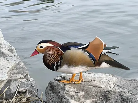 Aix galericulata