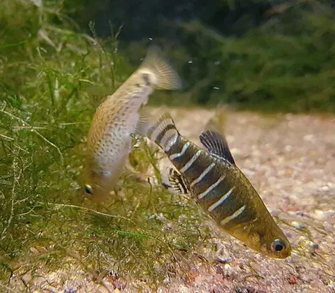 Un animal de la famille Aphaniidae
