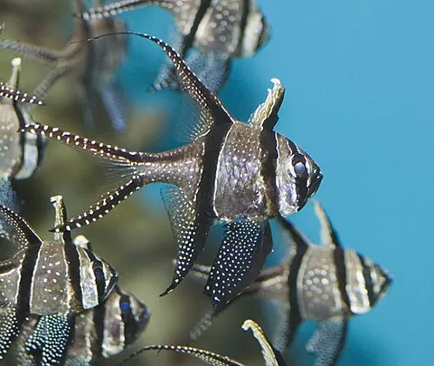 Pterapogon kauderni