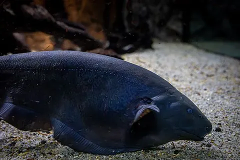 Apteronotus albifrons