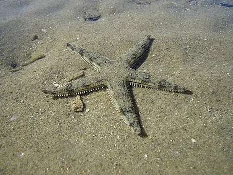 Archaster typicus