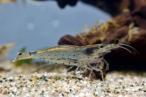 Caridina multidentata