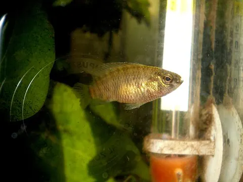 Badis badis