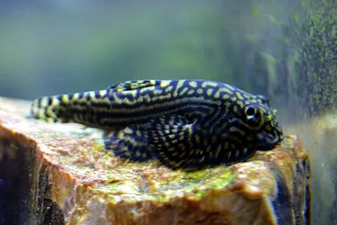 Sewellia lineolata
