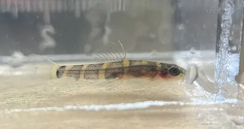 Barbucca diabolica