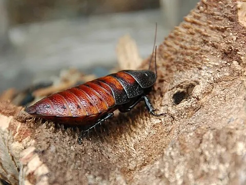 Gromphadorhina portentosa