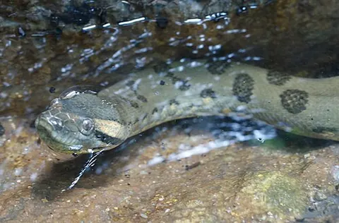 Eunectes murinus