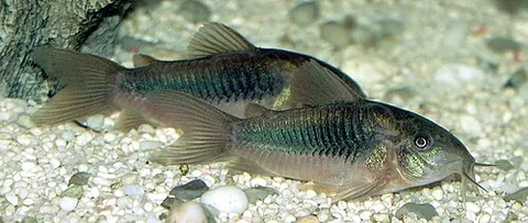 Corydoras aeneus