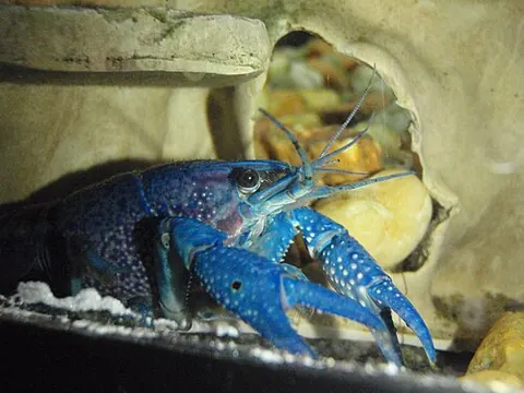 Procambarus alleni