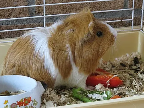 Cavia porcellus