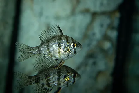 Enneacanthus chaetodon