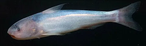 Cetopsis coecutiens