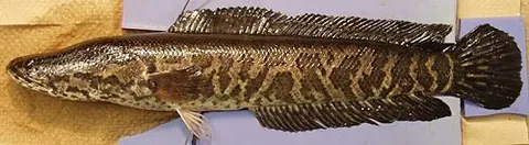 Channa argus