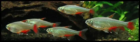 Aphyocharax anisitsi