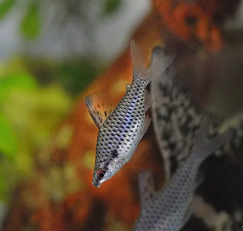 Chilodus punctatus