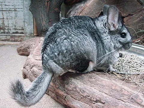 Chinchilla lanigera