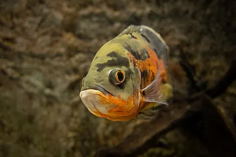 Astronotus ocellatus