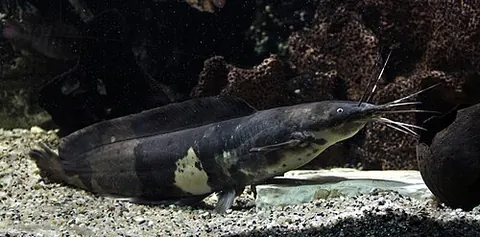 Clarias batrachus