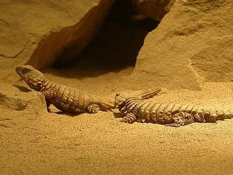 Ouroborus cataphractus