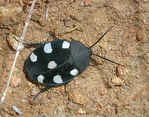 Un animal de la famille Corydiidae