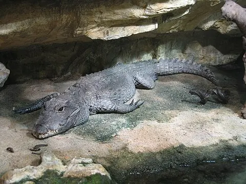 Osteolaemus tetraspis