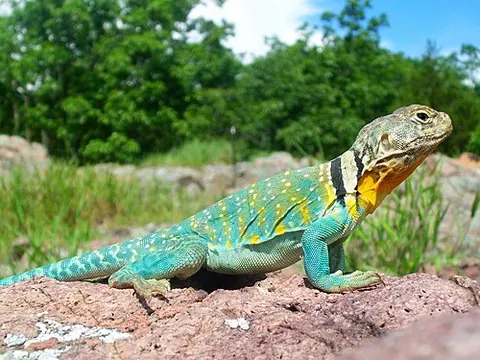 Crotaphytus collaris