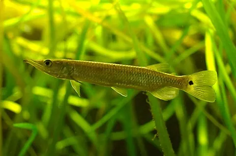 Ctenolucius hujeta