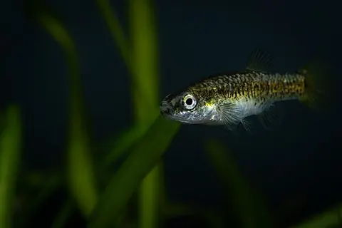 Aphanius fasciatus