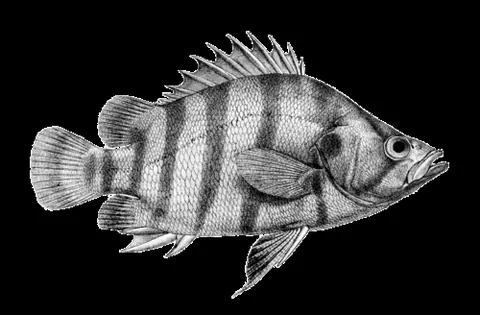Datnioides polota