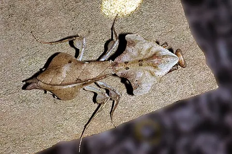 Deroplatys lobata