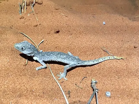 Strophurus ciliaris