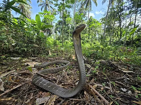 Ophiophagus hannah