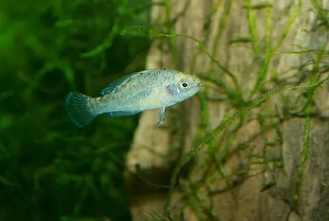 Elassoma evergladei