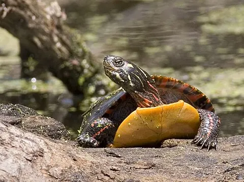Chrysemys picta