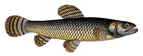 Hoplias malabaricus