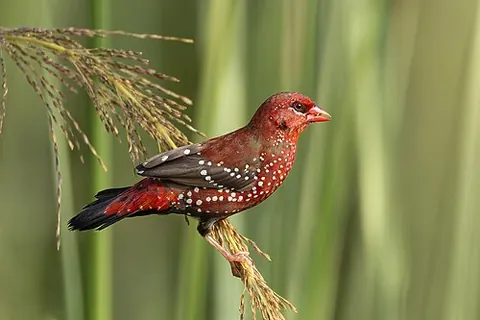 Amandava amandava