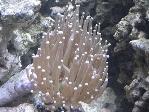Euphyllia glabrescens