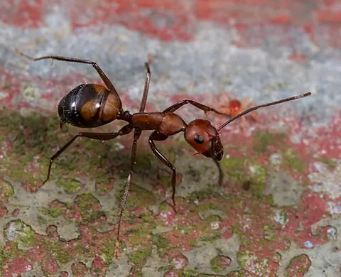 Camponotus nicobarensis