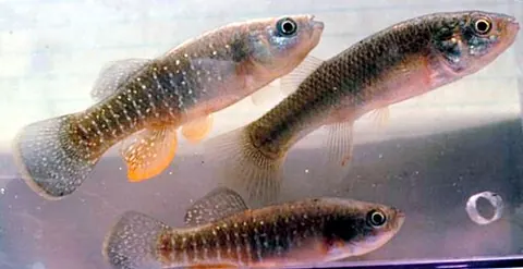 Un animal de la famille Fundulidae