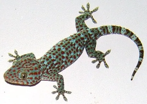 Gekko gecko